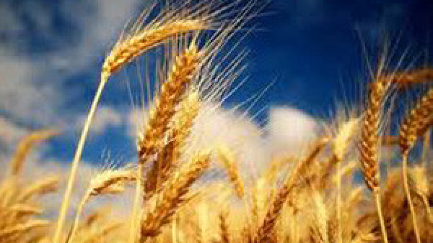 Skočila cijena pšenice na europskom tržištu