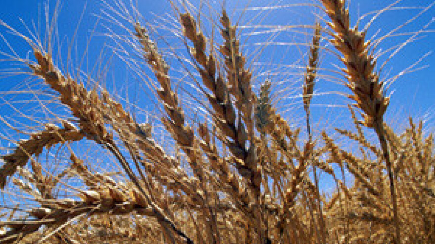 Rusija: embargo na izvoz pšenice