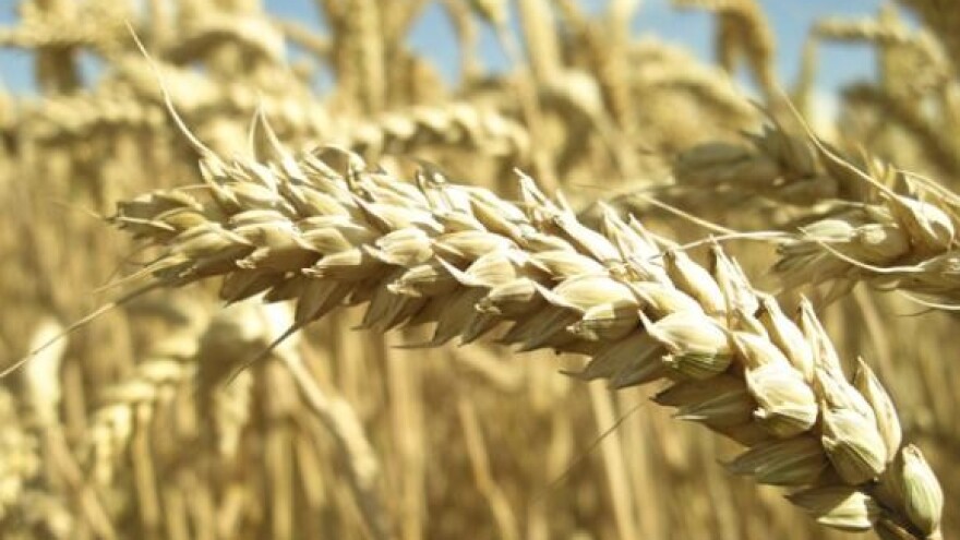 Cijene pšenice nestabilne do proljeća 2011.