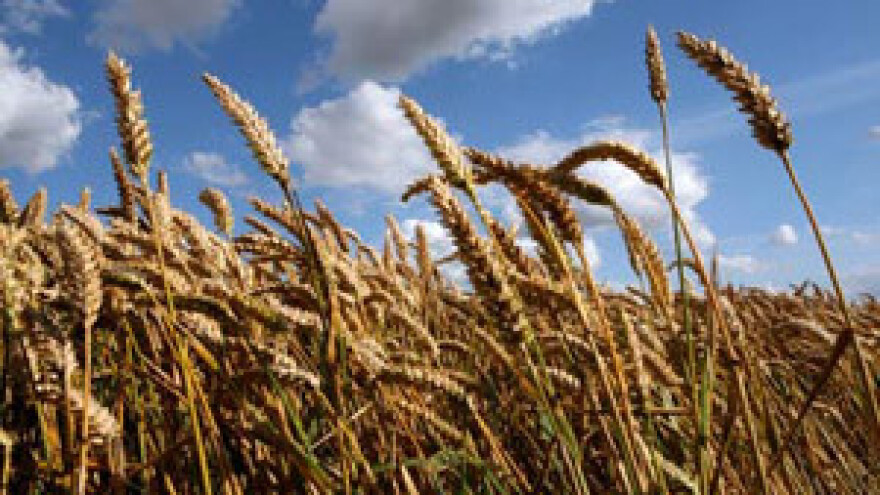 Nestašica žitarica