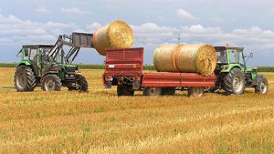 Žetva pšenice pri kraju