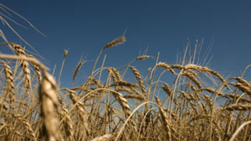 Zakinuti u ovogodišnjoj žetvi