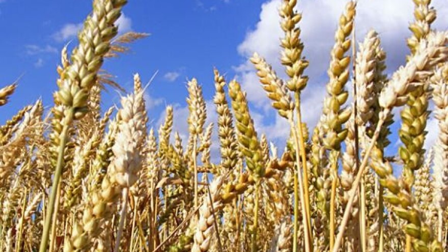 Trgovački lobiji uvoze pšenicu