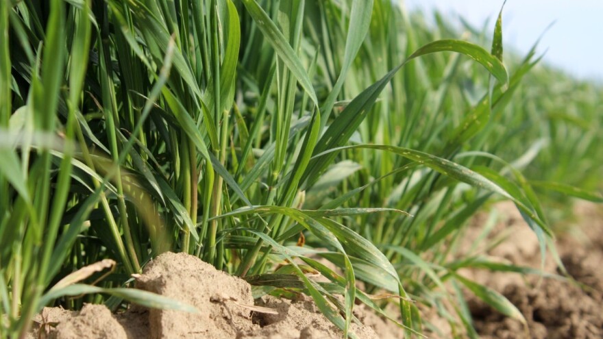 Zaštita žitarica pomoću tri generacije aktivnih tvari u jednom proizvodu