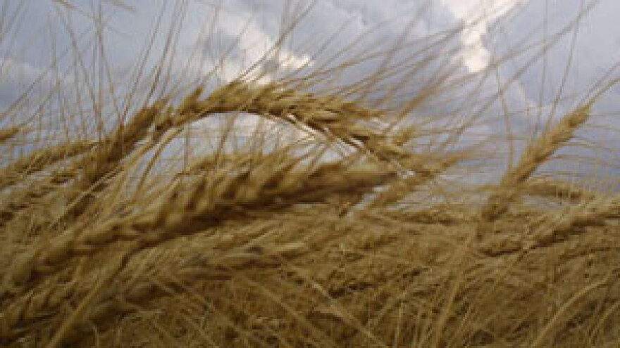 Počela žetva krušarica