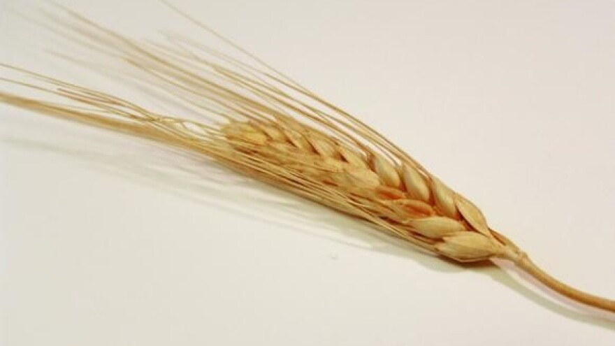 EU planira prodati zalihe žitarica