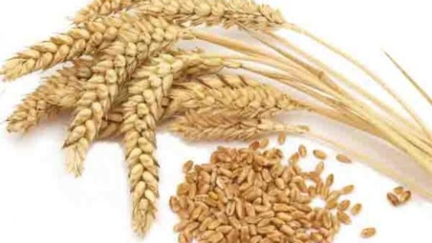 Otkupljivači pšenice ne poštuju novi pravilnik