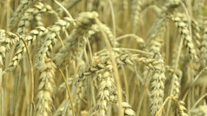 Pregovori o pšenici roda 2011.