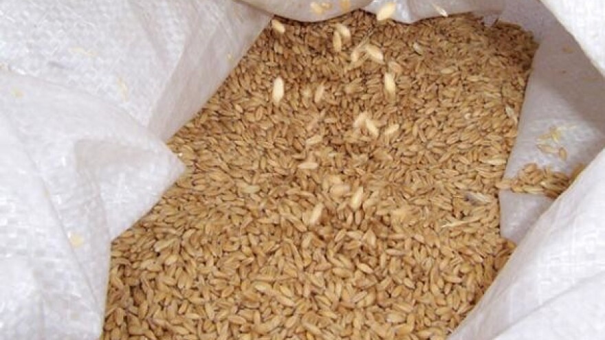 Većina pšenice u nelicenciranim silosima