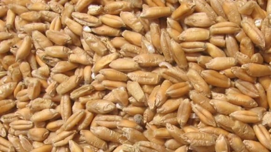 530 zaboravljenih nakon sjetve u prosvjed