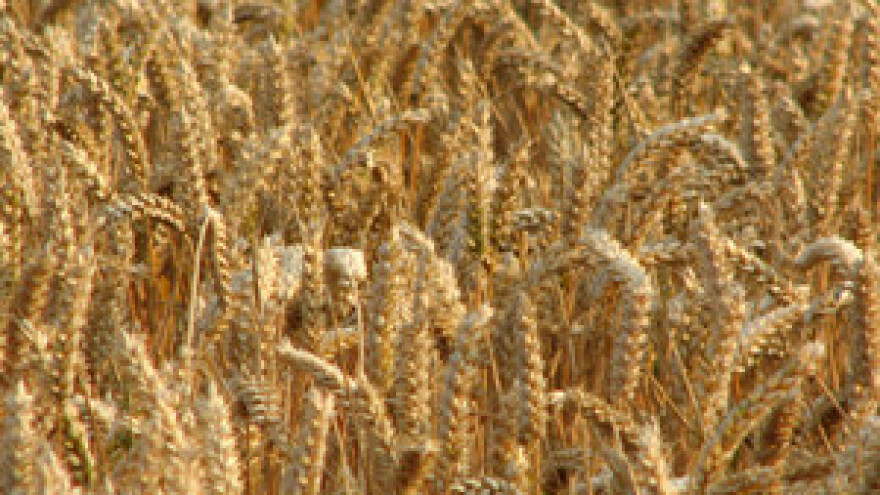 Cijena pšenice u porastu