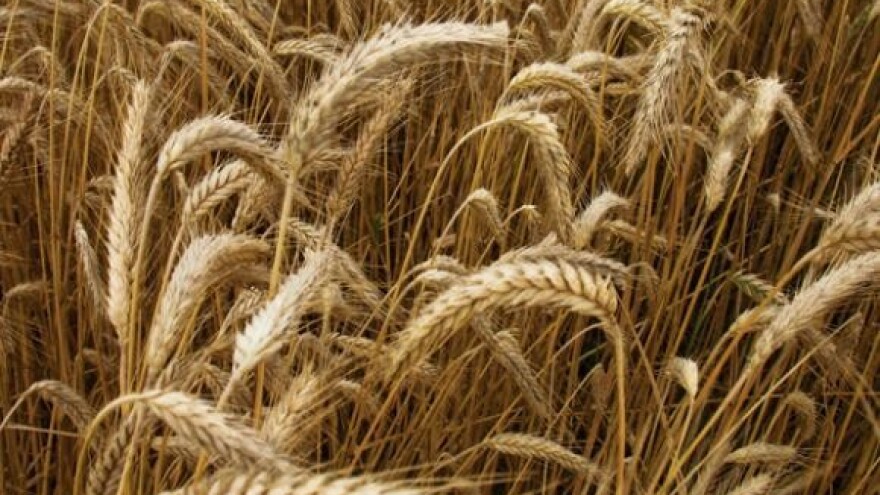 Prinos pšenice nije rekordan, ali je natprosječan