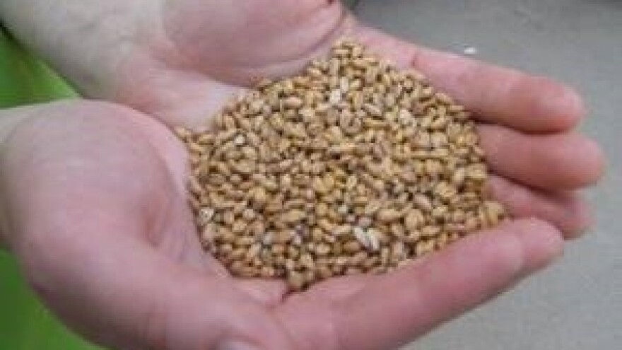 Rekordan izvoz pšenice i suncokreta