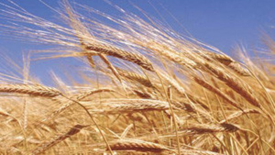 Ratari: Odšteta ili prosvjed prije žetve