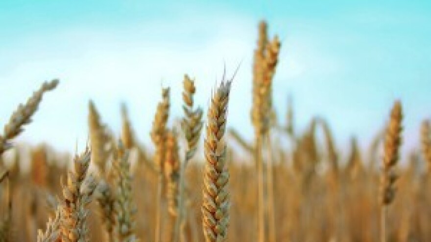 Za pšenicu traže 1,60, a silosi im nude 1,35 kuna