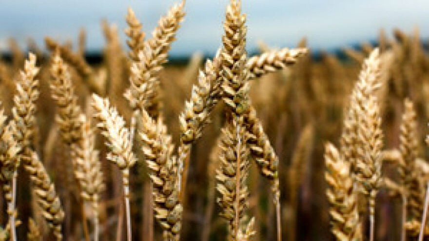 Banke izbjegavaju otkupljivati pšenicu putem skladišnice