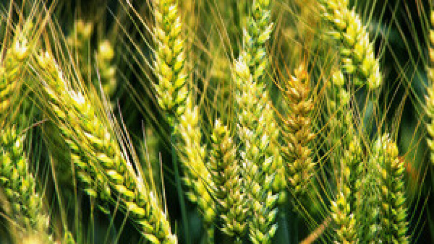 Učinkovitost primjene mineralnih gnojiva u ozimim žitaricama