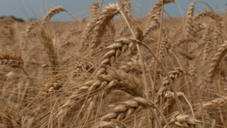 Dopuštena sjetva pšenice "tavanuše"