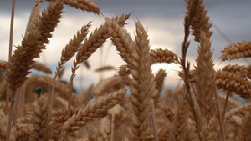 Cijene hrane u svijetu divljaju, što će biti kod nas?