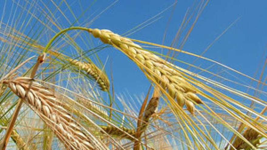 U Slavoniji tavanušom zasijano 800 hektara