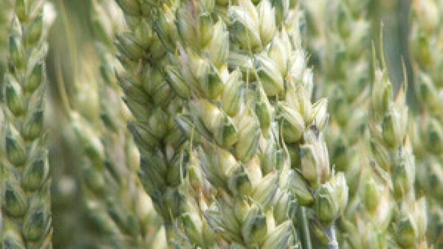 Pšenica će dogodine biti skupa