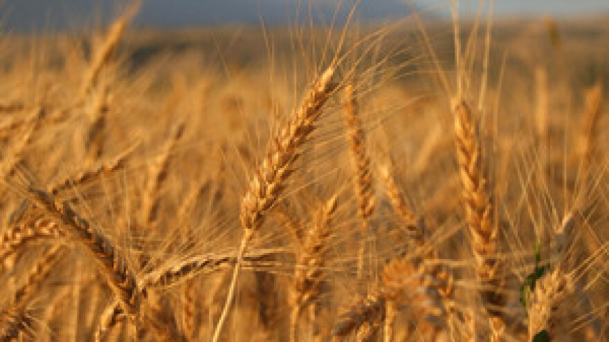 Mlinarske tvrtke ne žele otkupljivati tavanušu