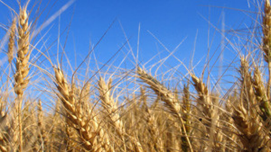 Slavonija Nova u cjelosti isplatila proizvođače pšenice