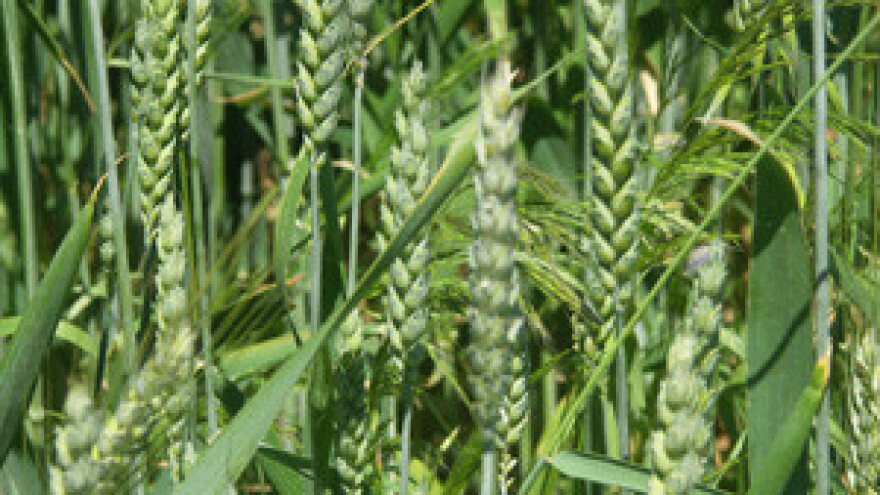 Zbog sjetve tavanuše trajni gubitak poticaja