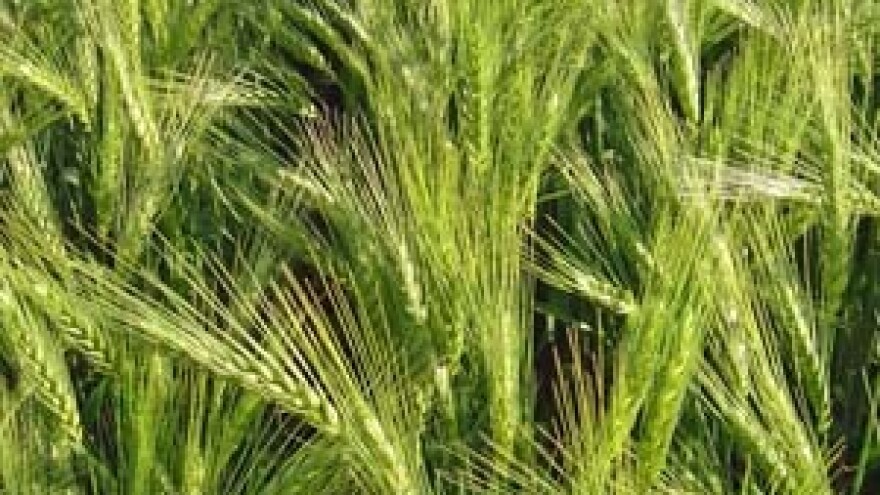 Sjetva tavanuše nekoliko koraka unazad