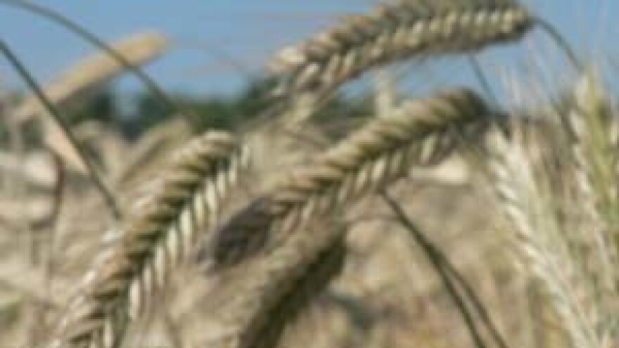 Peta dražba Đakovštine