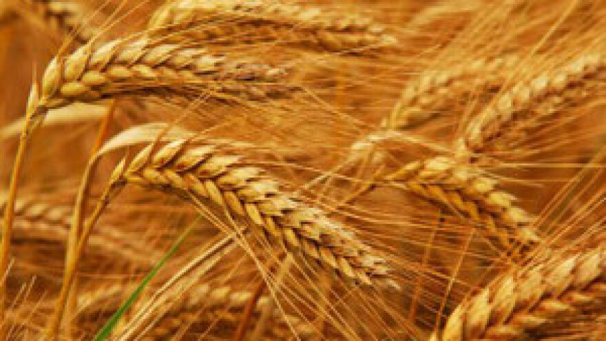 Ove godine proizvedeno 15 posto više pšenice