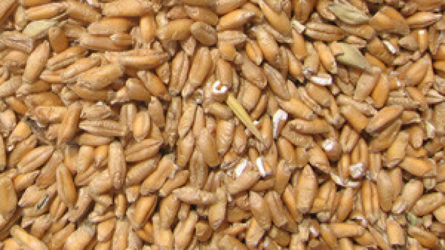 Zbog izvoza pšenice prijeti nestašica brašna