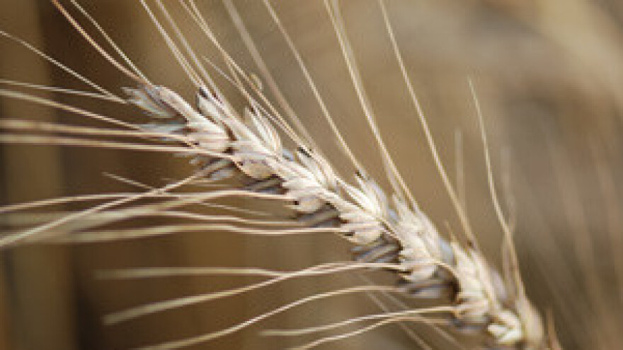 Pšenice neće biti jer je guši led