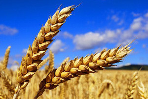 Agrotehnika pšenice u ekološkoj proizvodnji