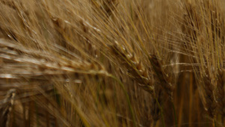 Ove godine prijeti nestašica pšenice