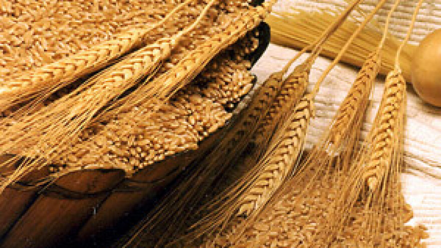 Pšenica još od žetve drži cijenu od 1,40 kuna za kilogram