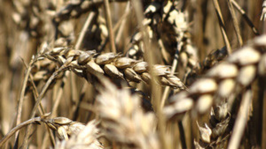 Ratari na dobitku, a stočari na gubitku u 2011.