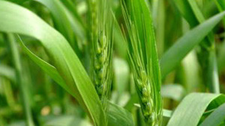 U ponedjeljak kreće isplata za agrarne poticaje