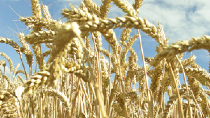 Čobanković dopustio sjetvu tavanuše