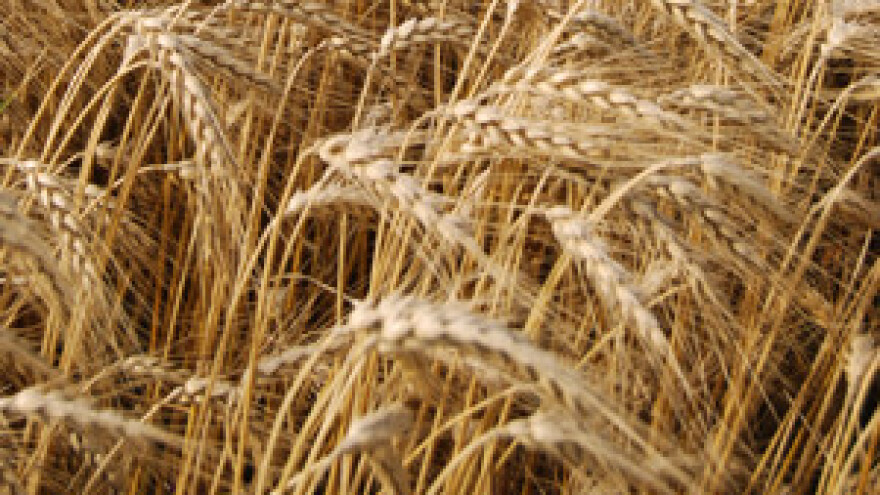 Potpora ratarima u novcu prije sjetve