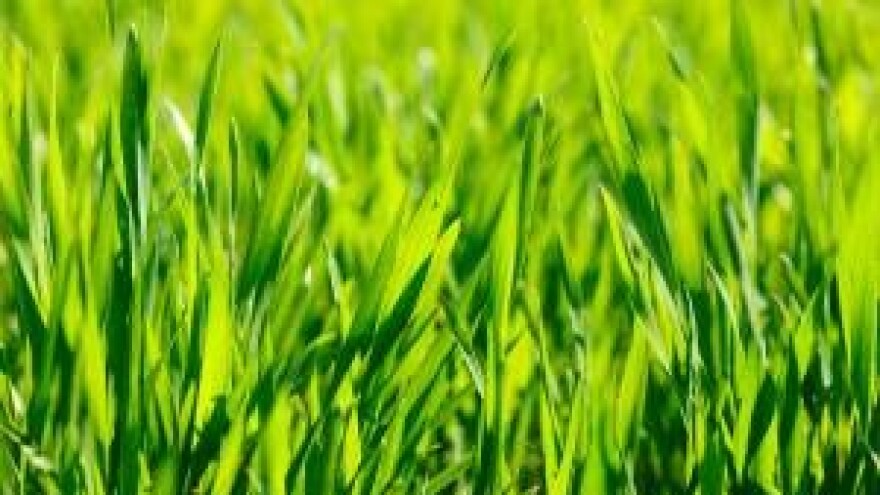 Ako siječanj nije u snijegu, teško dolu i brijegu