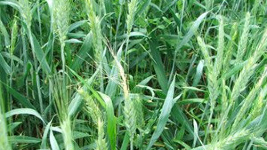 Zabilježena pojava žitnih stjenica u Podravini