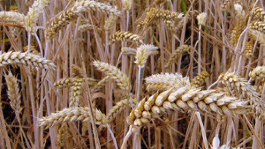 Od toplinskog udara najviše stradala pšenica
