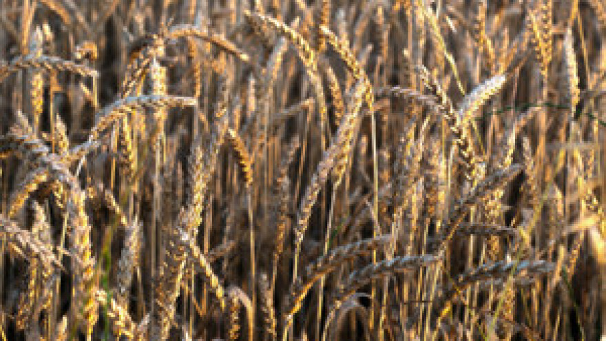 Izgledni ratovi za hranu