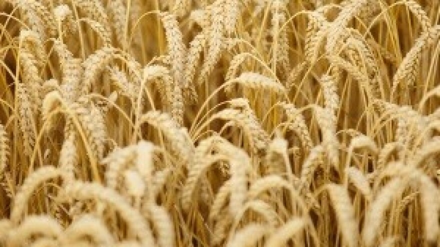 Pšenica puno lošija od očekivanja, a i manji su prinosi