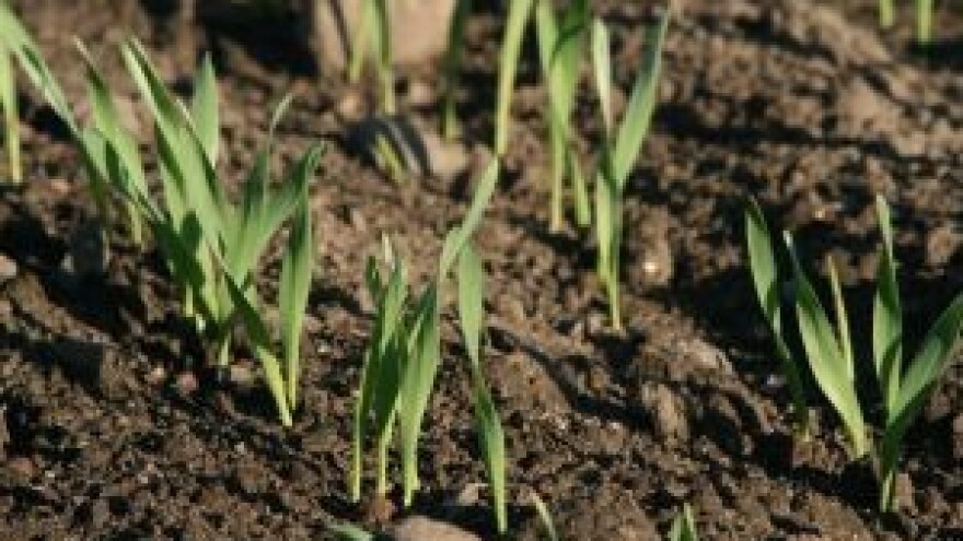 Uštedite na gnojidbi žitarica