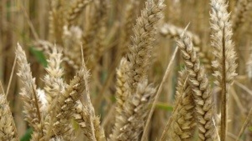 Predana kaznena prijava protiv otkupljivača pšenice