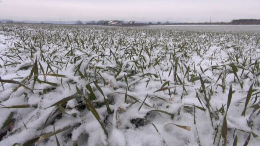 Pšenica u Sremu odoleva zimi