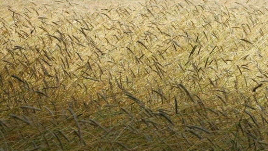 Stočna pšenica bez predobrade može biti opasna