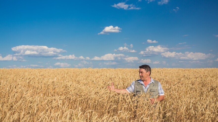 Najniža kvaliteta pšenice u zadnjem desetljeću!